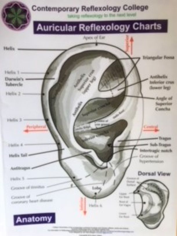 Auricular Anatomy Chart Contemporary Reflexology College