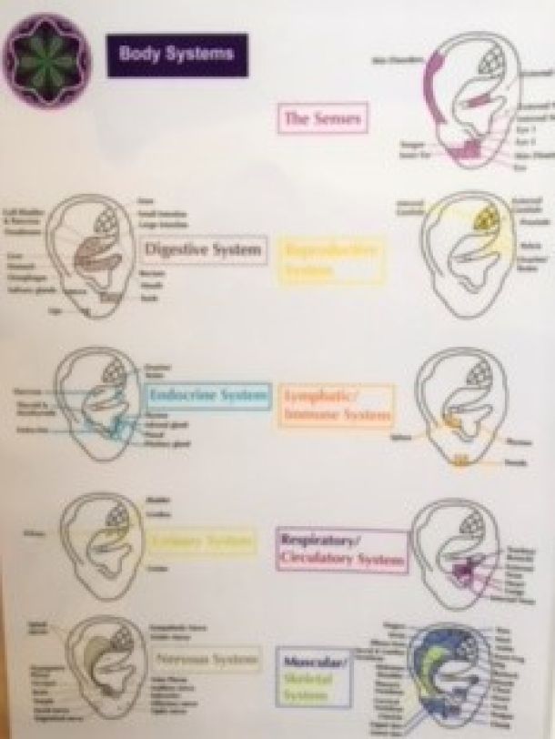 Auricular Reflexology Body Systems Contemporary Reflexology College