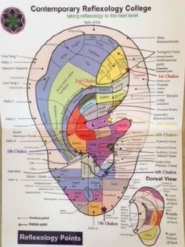 Auricular Reflexology Chart Contemporary Reflexology College